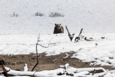 Grizzly Jam in Pelican Valley YNP 2025
